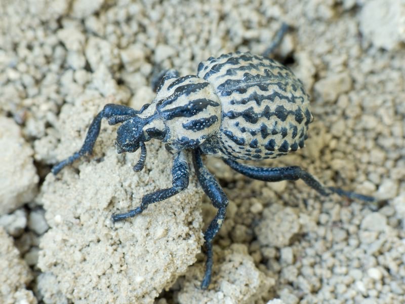 Brachycerus sinuatus Olivier, 1807